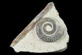 Early Devonian Ammonite (Anetoceras) - Tazarine, Morocco #154316-1